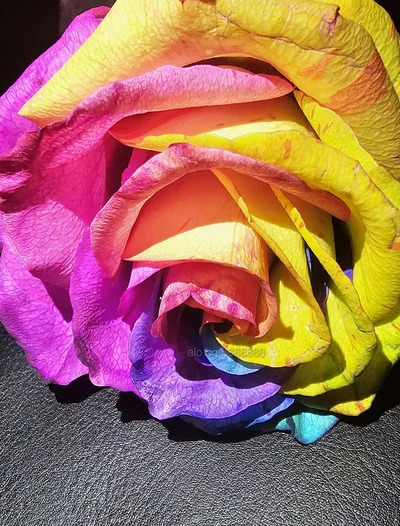 Компаньонка София - /Gorgona /Pro -Domina●//строга господарка//splitting, - Играчки, Пенис колан, Строга господарка - сним...